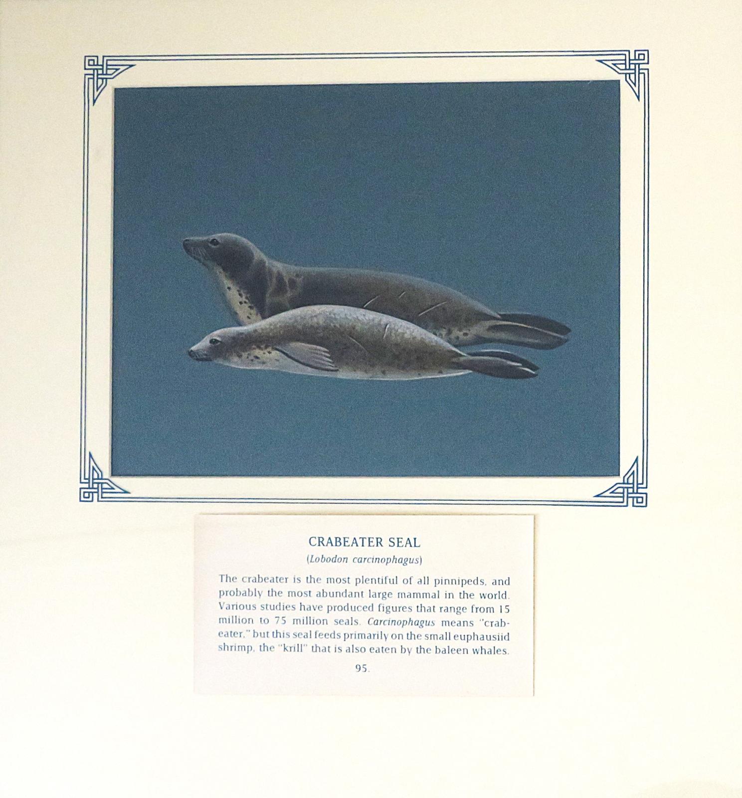Painting of two grey/fawn seals, with spotted underside and dog like snout, on blue card with inscription.