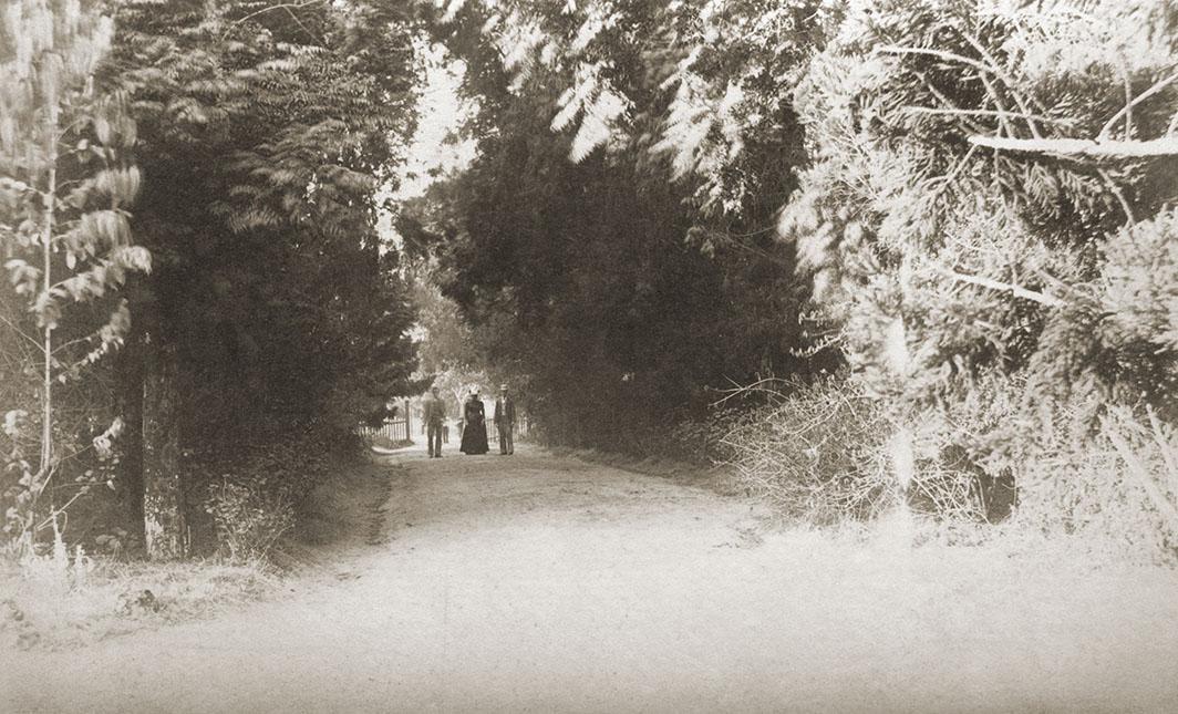 A Wooded Walk