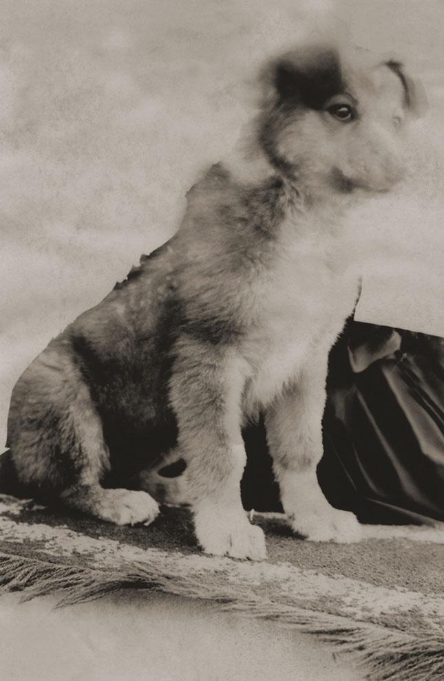 Dog Sitting On A Mat