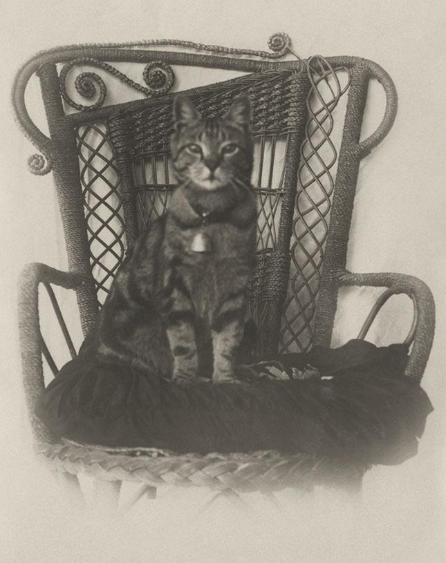 Frisky The Cat