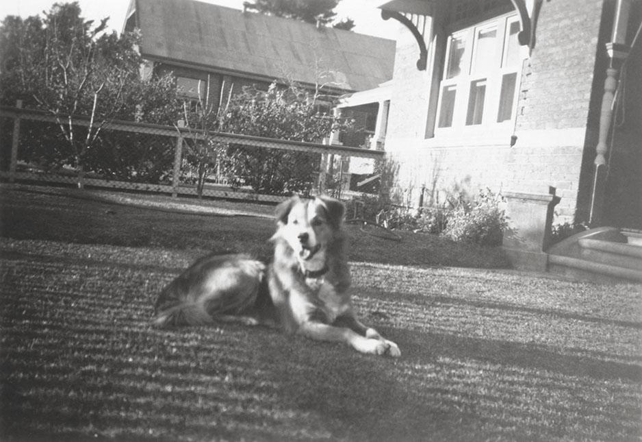 Lefroy Family Dog