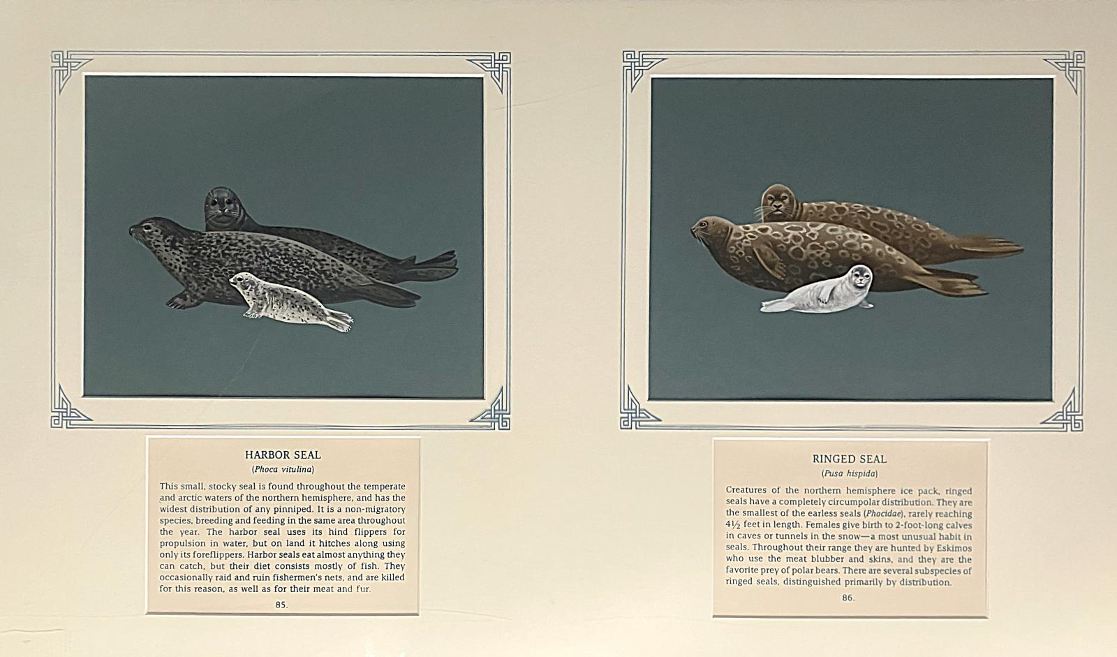 2 paintings in single framed work (a) Harbor seal: 2 black spotted grey seals, rounded bodies, a dog-like snouts, and short flippers, with mottled white pup. (85.)  (b) Ringed seal: 2 plump-bodied brown seals with distinctive silver rings on their backs and sides, small, rounded heads and short snouts, with grey/white pup (86.), on blue card with inscription.