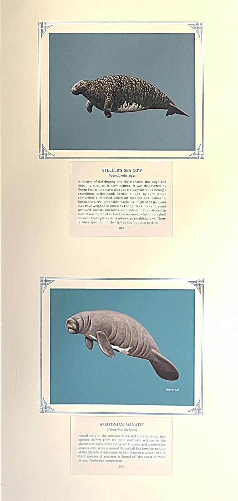 2 paintings in single framed work (a) Steller's Sea Cow - mottled grey dugong-like, with coarse, bark textured skin, distinctive snout and stump-like front forearm/flippers (104.) (b) Amazonian Manatee - large, cylindrical dugong-like animal,  grey with white patch on chest , flattened snout with bristled upper lip,  and flat, rounded fluke (105.), on blue card with inscription.