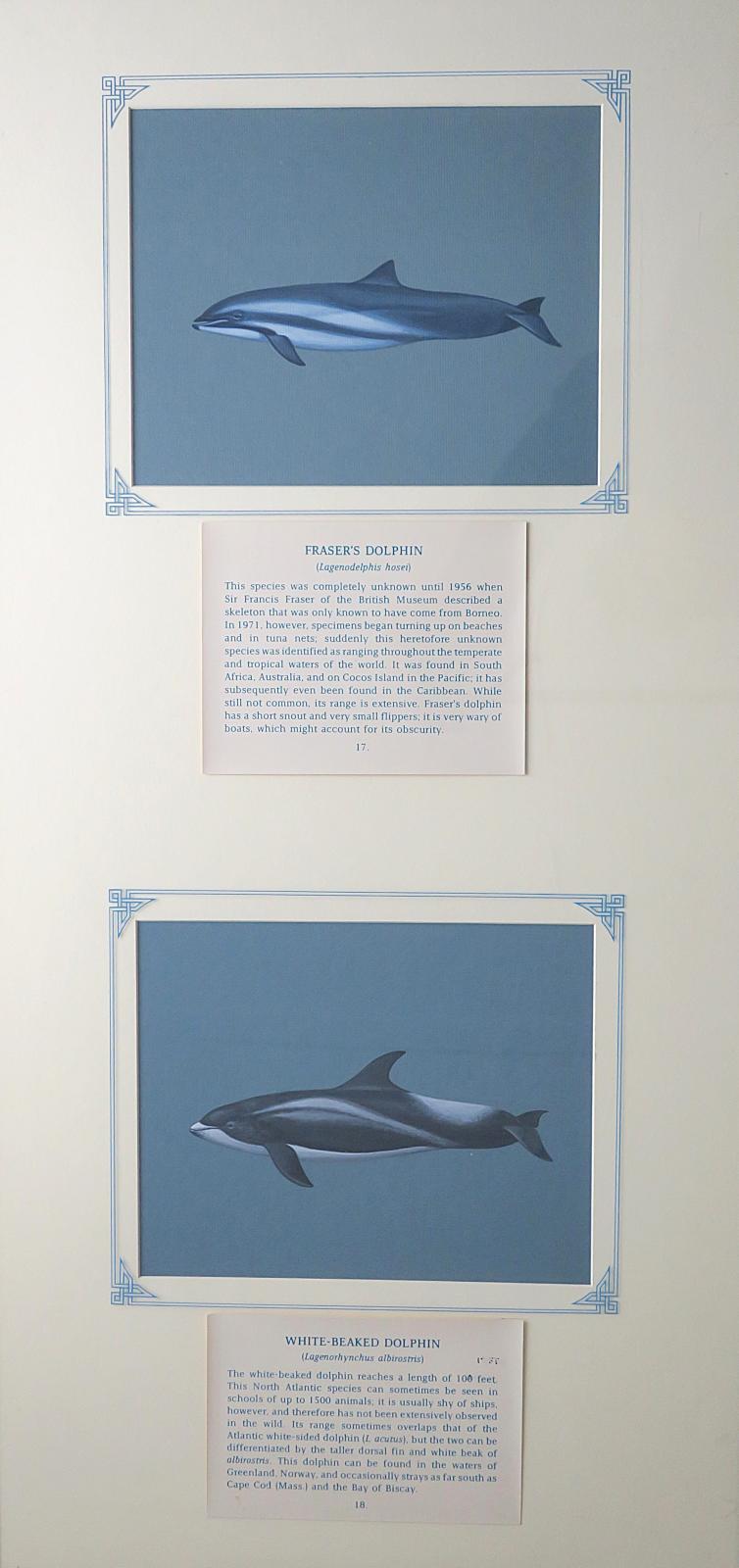 2 paintings in single framed work (a) Fraser's Dolphin - Dark gray, from the head to the tail, pale under-belly, and white blaze stripe,  short beak, and small dorsal fin (17.) (b) White-beaked Dolphin - Dark grey, black body with lighter grey patches on the side and back, distinctive white beak, and tall, curved dorsal fin (18.), on blue card with inscription.