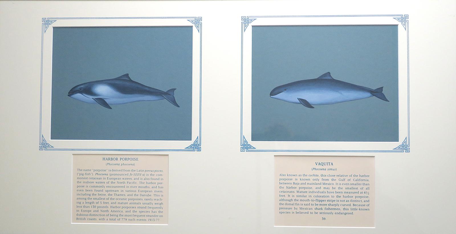 2 paintings in single framed work (a) Harbor porpoise -  stout, dark gray back, lighter gray/ white  underside, with distinctive triangular dorsal fin and rounded head (38.) (b) Vaquita - small, robust bodied, dark grey with lighter gray, white underbelly, and black patch around lips, resembling a "smile", triangular dorsal fin  and  rounded head (39.), on  blue card with inscription.