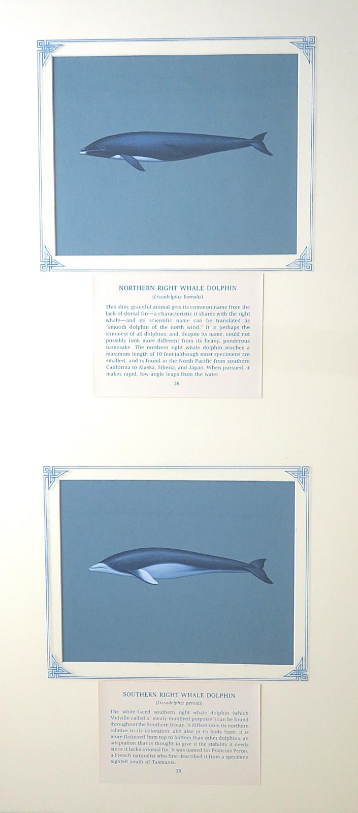 2 paintings in single framed work (a) Northern Right Whale Dolphin -  slender, black with distinctive white underside and bottom lip, streamlined with no dorsal fin (28) (b) Southern Right Whale Dolphin -  slender with two-tone coloration: black on top, white lower half, white beak and lower fin, and no dorsal fin (29.) on blue card with inscription.