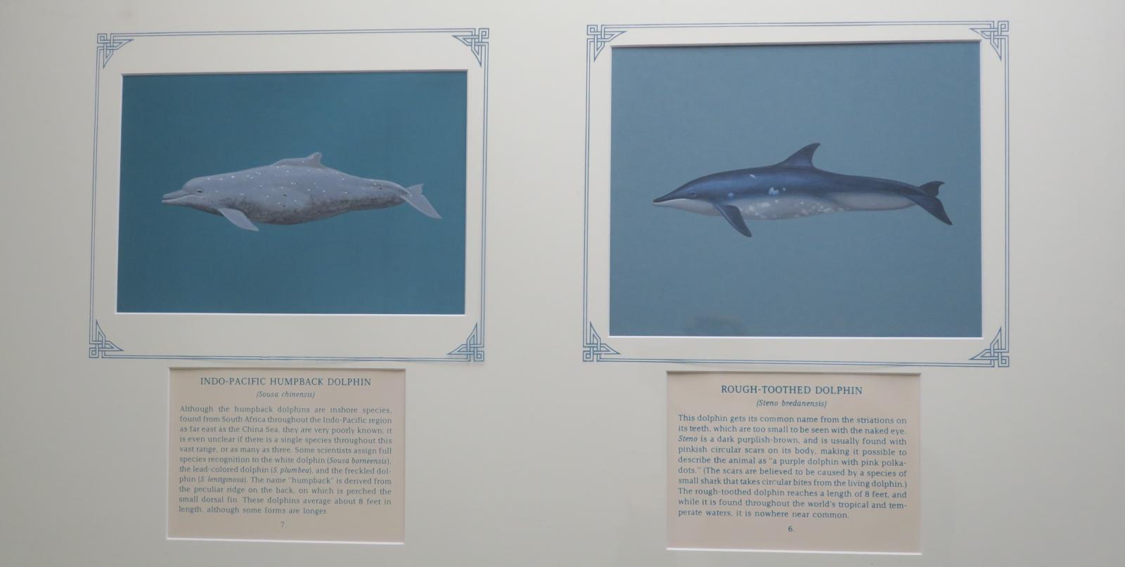 2 paintings in single framed work (a)  Indo Pacific Humpback Dolphin -  grey colored with white flecks,  robust bodied with distinctive dorsal fin and long beak (7.) (b) Rough Toothed Dolphin - Dark grey upper with light grey underbelly and white markings/scars,  with white beak and sloping forehead (6.) on blue card with inscription.