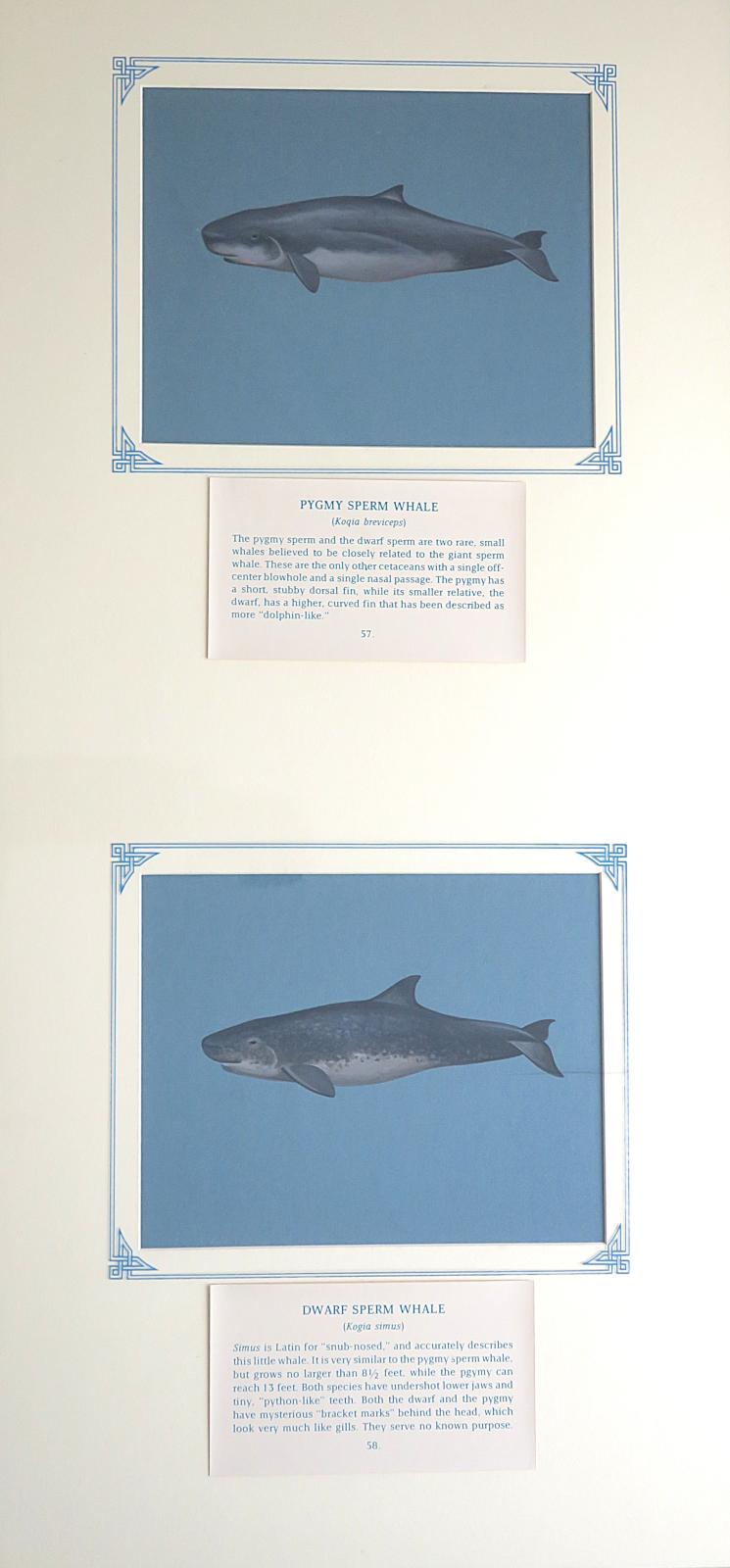 2 paintings in single framed work (a) Pygmy sperm whale - robust, dark bluish-grey with lighter grey underbelly,  small, curved dorsal fin, and distinct "shark-like" head with  underslung lower jaw. (57.) (b) Dwarf sperm whale - mottled dark grey with lighter grey underbelly, blunt, square head with small, underslung lower jaw and bracket mark behind eye, prominent dorsal fin toward tail (58.), on blue card with inscription.