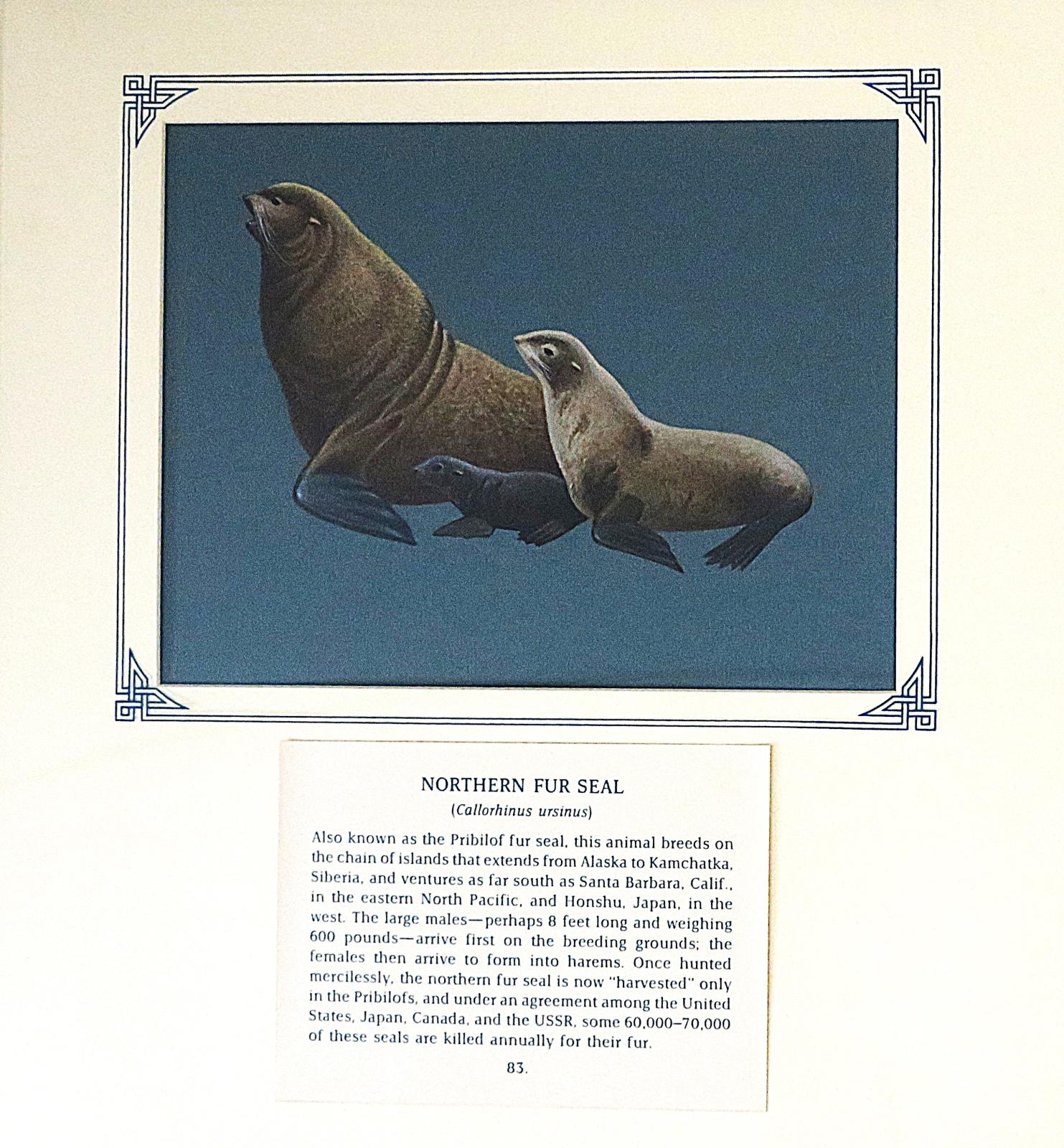 Painting of Seal Family-  Large male with dense brown fur, sleeker lighter brown female and dark grey pup, all long flippered, on blue card with inscription