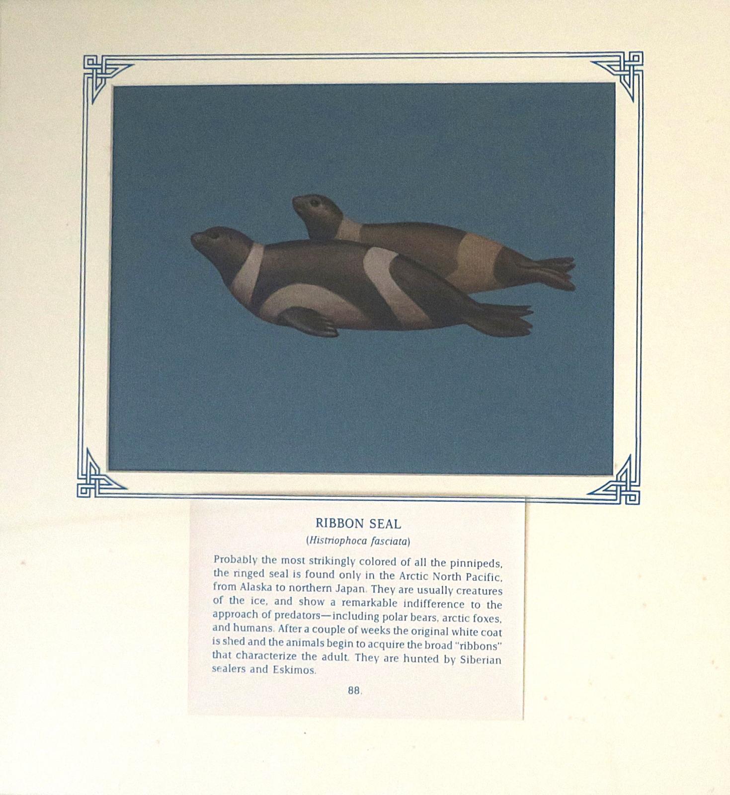 Painting of 2 brown seals with pinky-brown 'striped' ribbons encircling the neck, each fore flipper, and lower body, on blue card with inscription.
