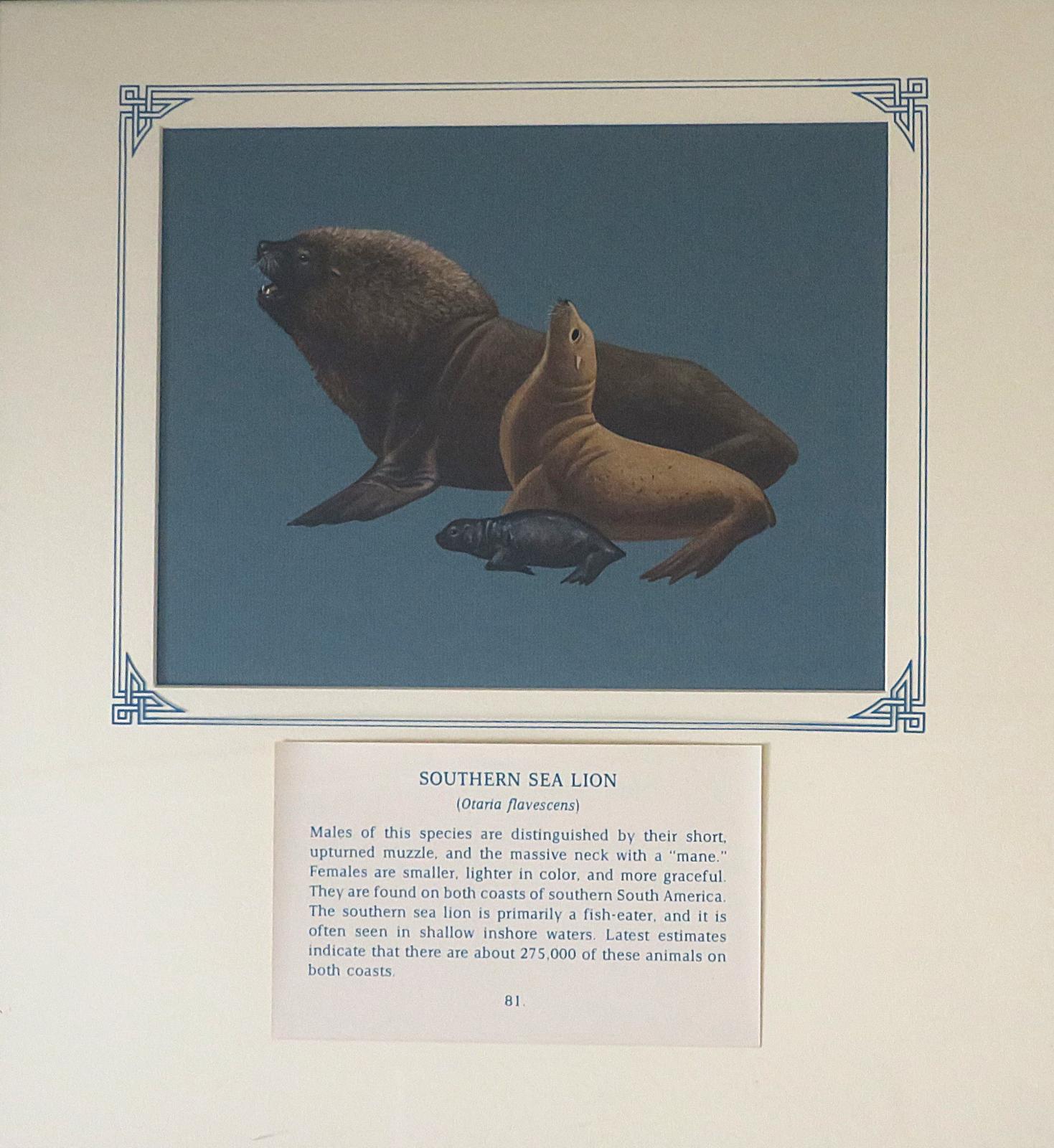 Painting of Seal family-  Large male, black faced and  prominent mane of coarse hair; light red brown female with upturned head; and small dark grey pup, large flippers, on blue card with inscription.