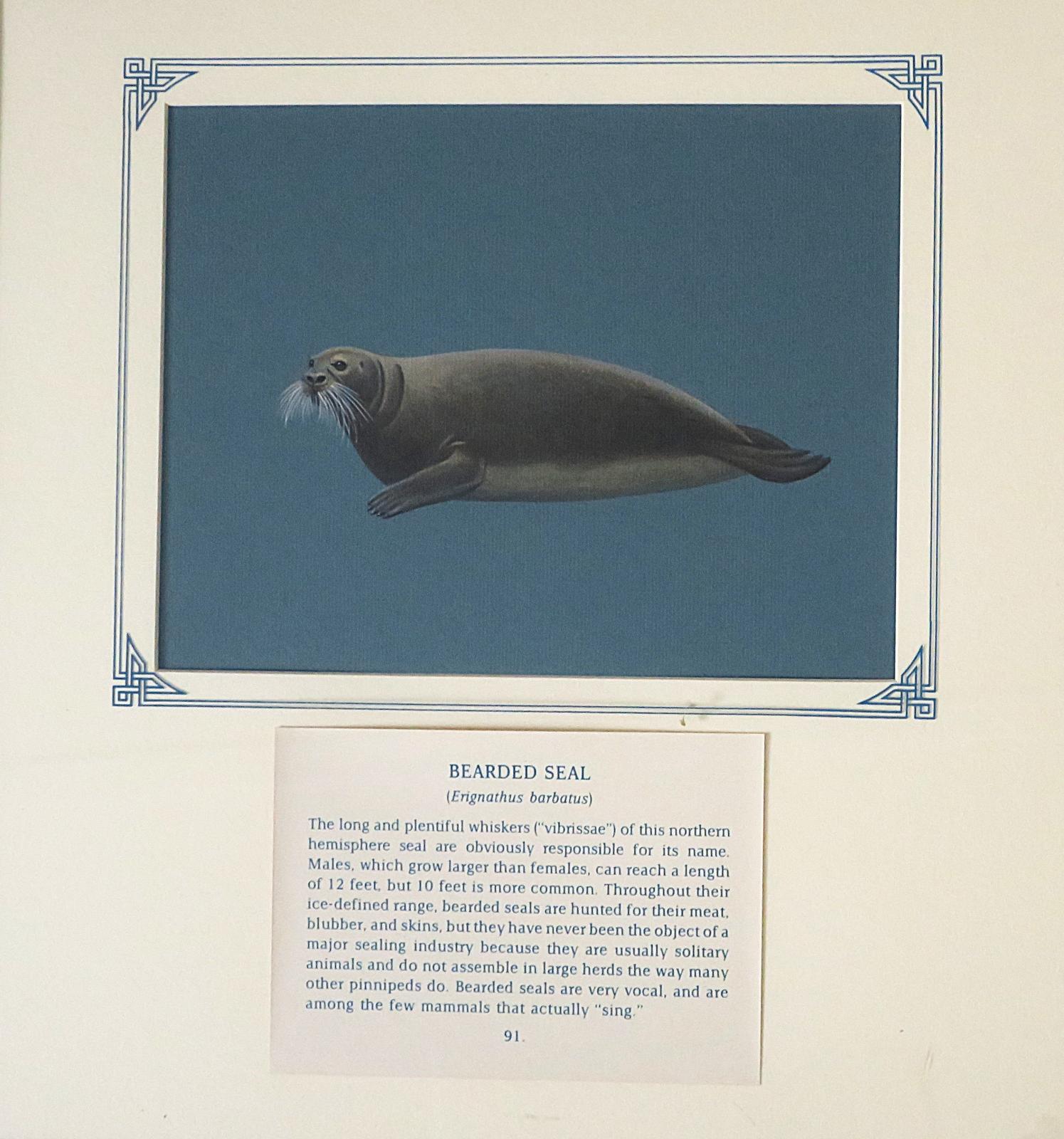 Painting of grey brown seal with long, thick, white whiskers, robust body, small head and square-shaped fore-flippers, blue card with inscription.