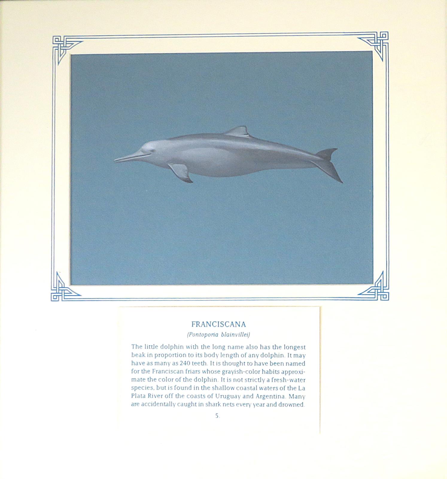 Painting of  slender  dolphin,  brownish-grey on top and lighter grey below, with long, narrow beak, low, rounded dorsal fin, and broad flippers, on blue card with inscription.