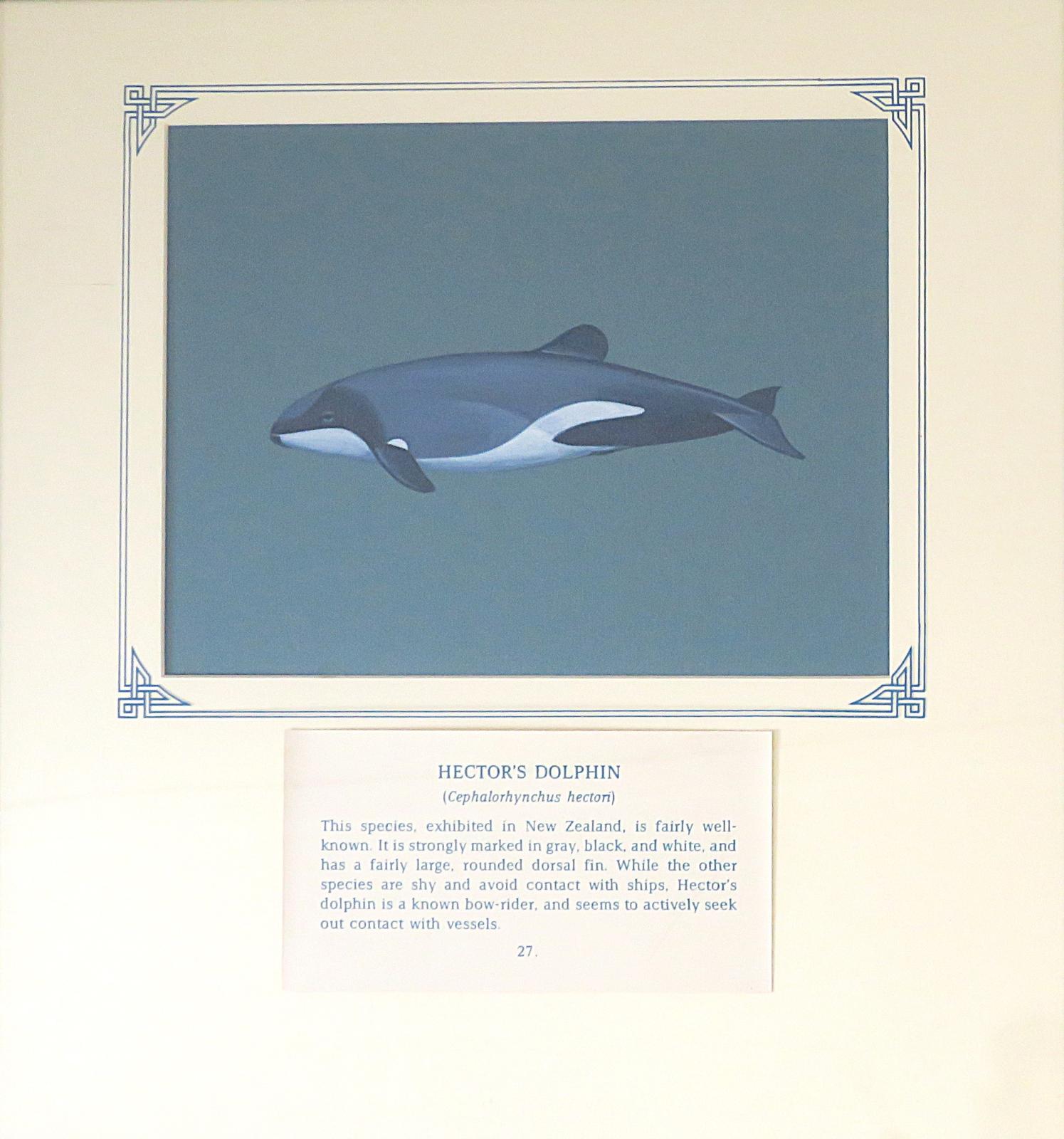 Painting of torpedo-shaped dolphin with rounded dorsal fin, dark-grey and black body with white underbelly, on blue card with inscription