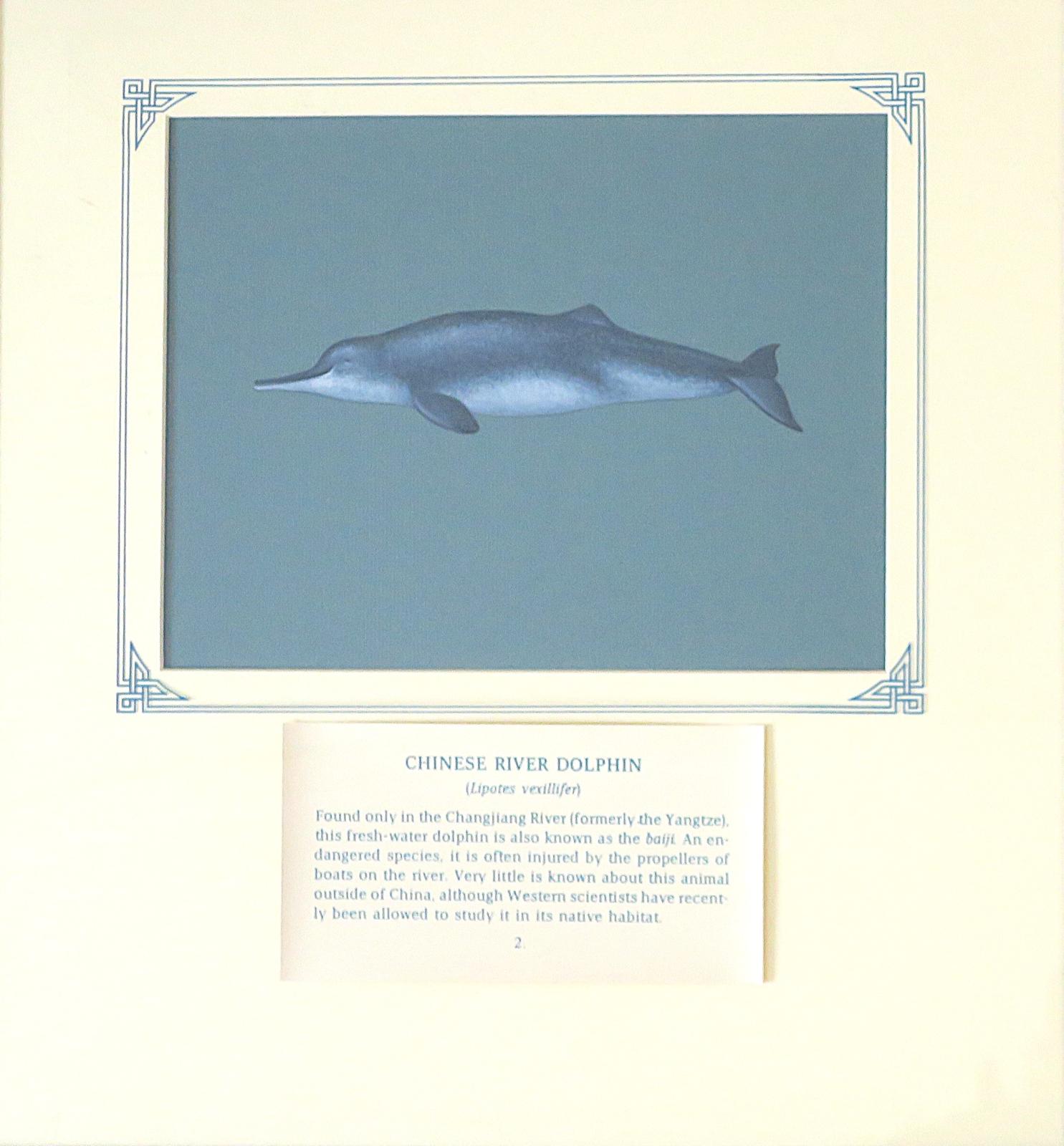 Painting of dolphin, pale blue/grey coloration with white underside, a long, narrow, slightly upturned beak, small eyes, and a low, triangular dorsal fin, on blue card with inscriptiond with inscription.