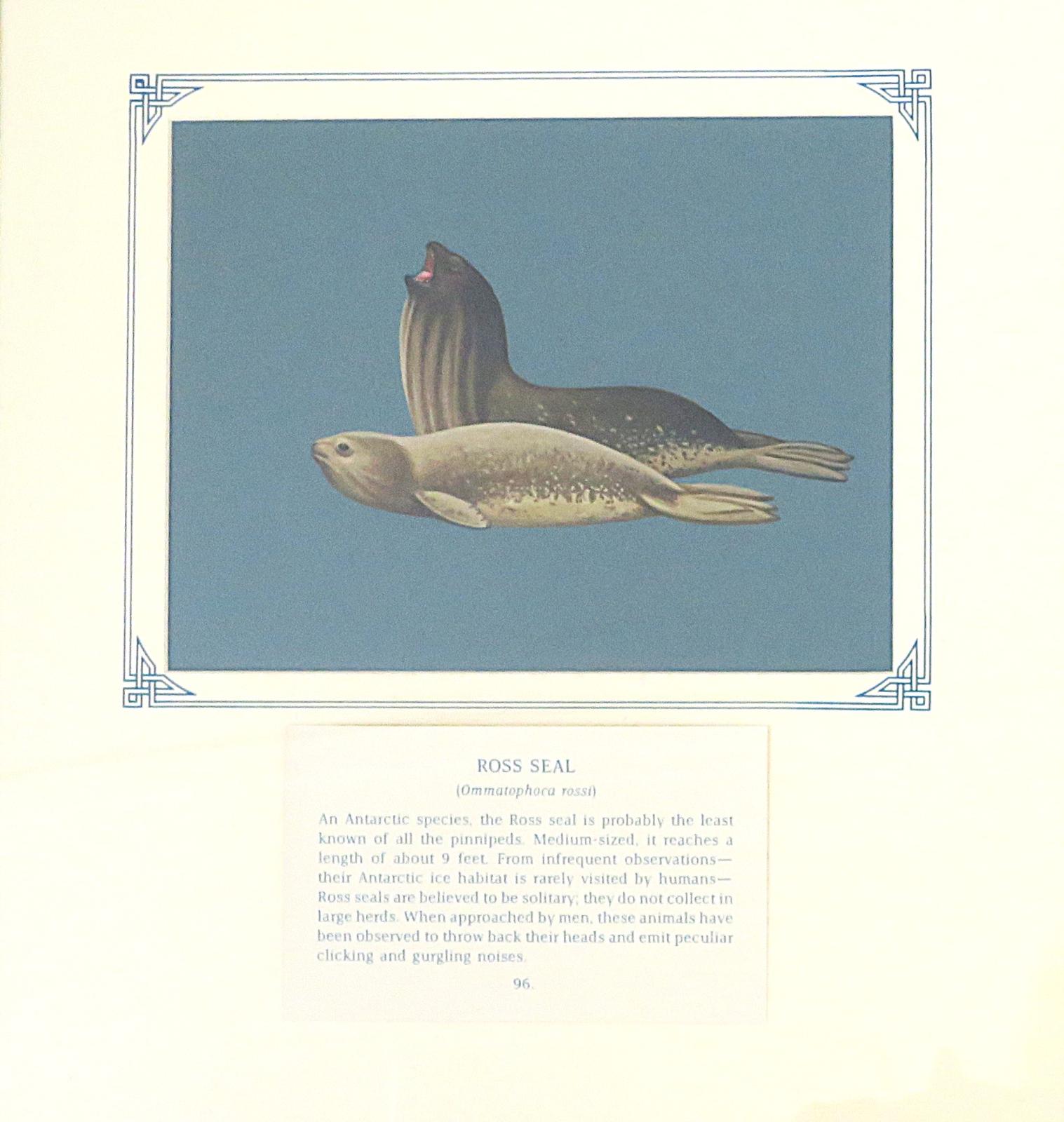Painting of 2 slender bodied  seals with small wide heads and short snouts- the larger, darker brown/blackish upper and silvery white ventral side, arched back and open mouthed; the smaller, lighter/grey brown upper and silvery white ventral side; on blue card with inscription