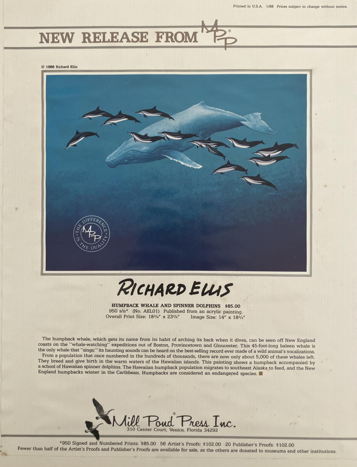 Framed commercial lithograph of blue-toned humpback whale swimming with a pod of 13 striped dolphins - Verso