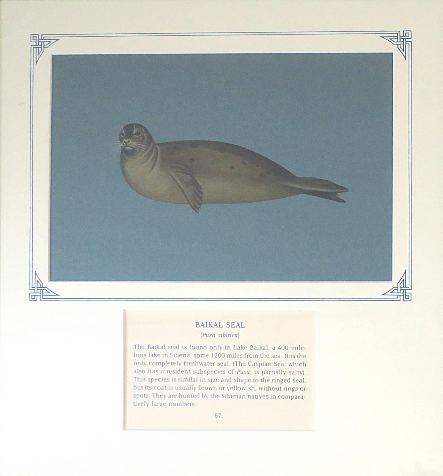 Painting of a  plump-bodied seal, dark gray, black spotted coat on its upper side and  yellowish tinge on the underside, wide flippers, and prominent white vibrissae (whiskers), on blue card with inscription.