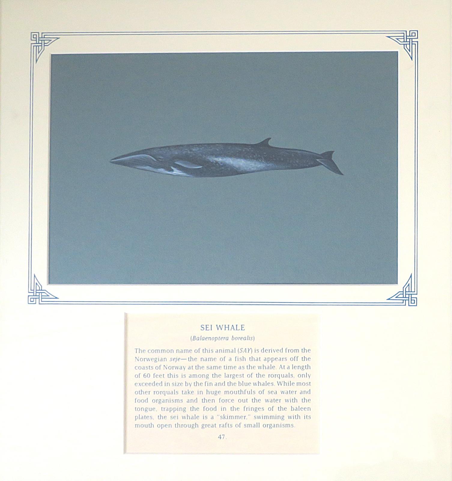 Painting  of streamline bodied whale, dark grey with a lighter underside and distinctive sickle-shaped dorsal fin, on blue card with inscription.