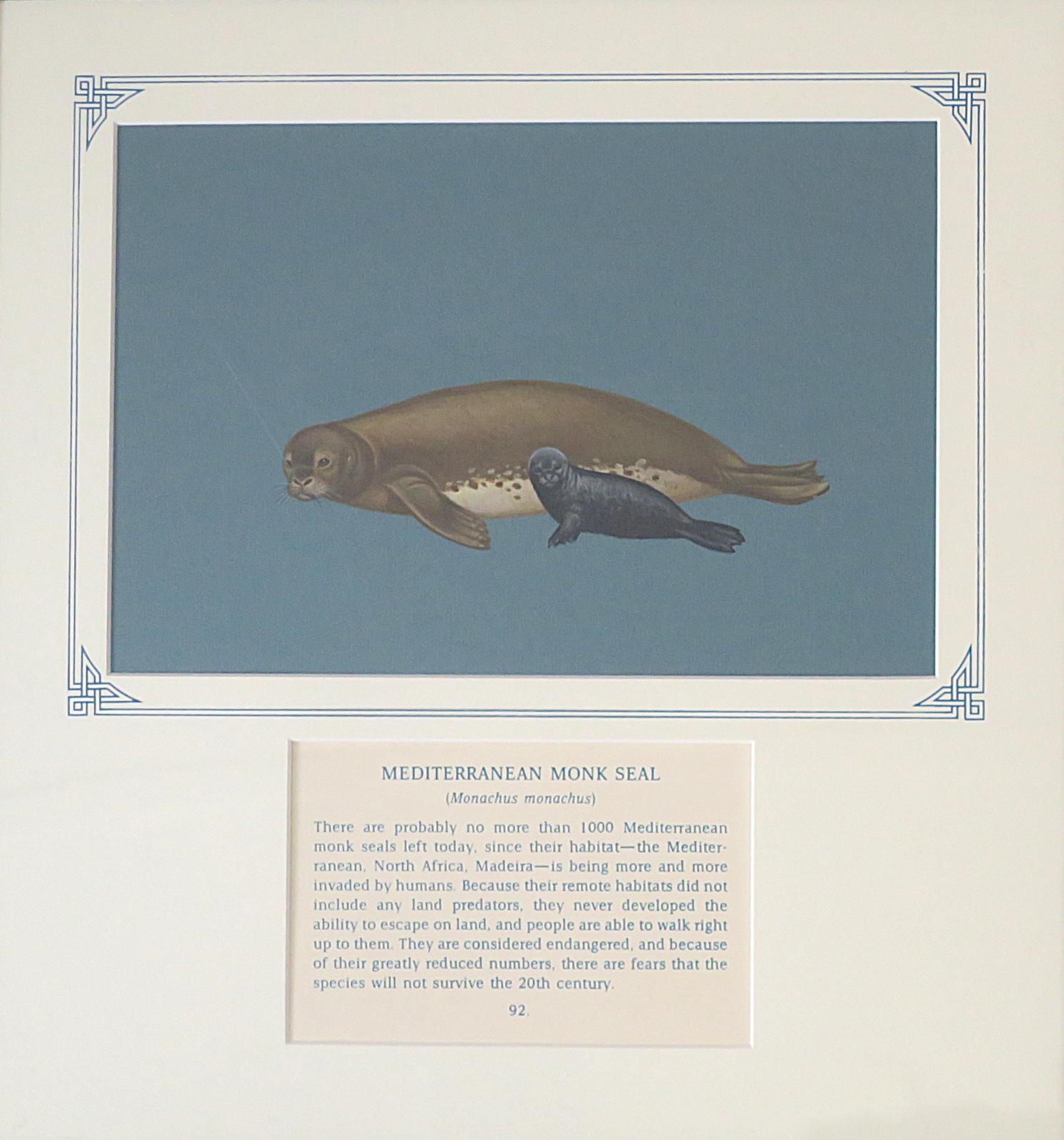 Painting of Mediterranean Monk seal, - brown with white spotted underbelly, short, broad, flat snout and upward-facing nostrils, and relatively short flippers , with blue-black pup, on blue card with inscription.