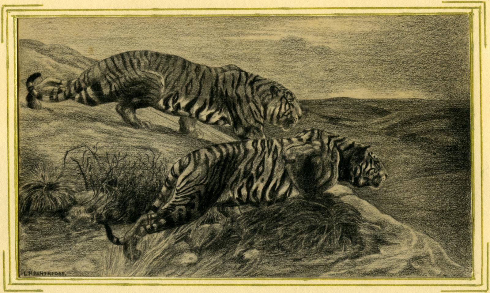 Close up of Leslie Horton Partridge pencil drawing of tigers