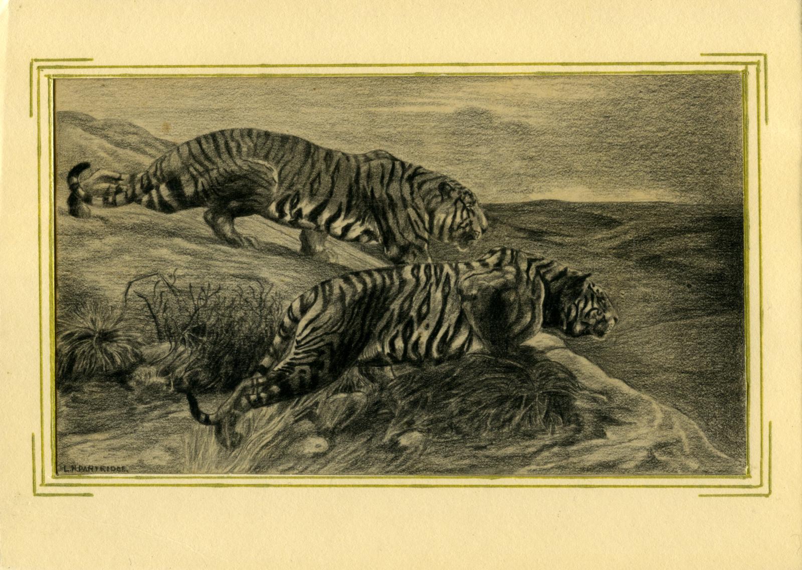 Leslie Horton Partridge pencil drawing of tigers
