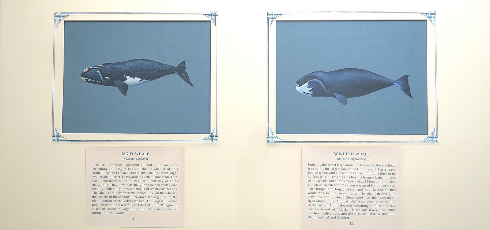 2 paintings in single framed work (a)  Right Whale - large bodied, stocky, black with white patches on the under belly , no dorsal fin,  crustaceans on arched mouth and head (51) (b) Bowhead Whale - large bodied with head extending one third of the body, curved mouth, black with white under lip and no dorsal fin (52); on blue card with inscription.