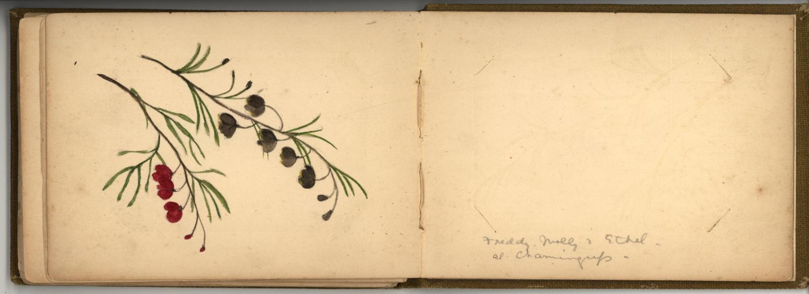 Back end page sprigs of Boronia . Boronia megastigma x Boronia heterophylla