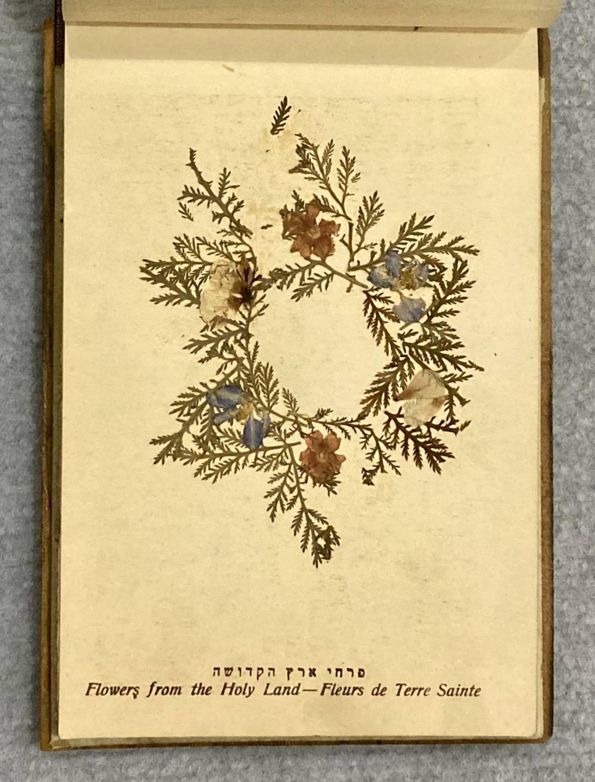 Pressed flowers from inside souvenir album