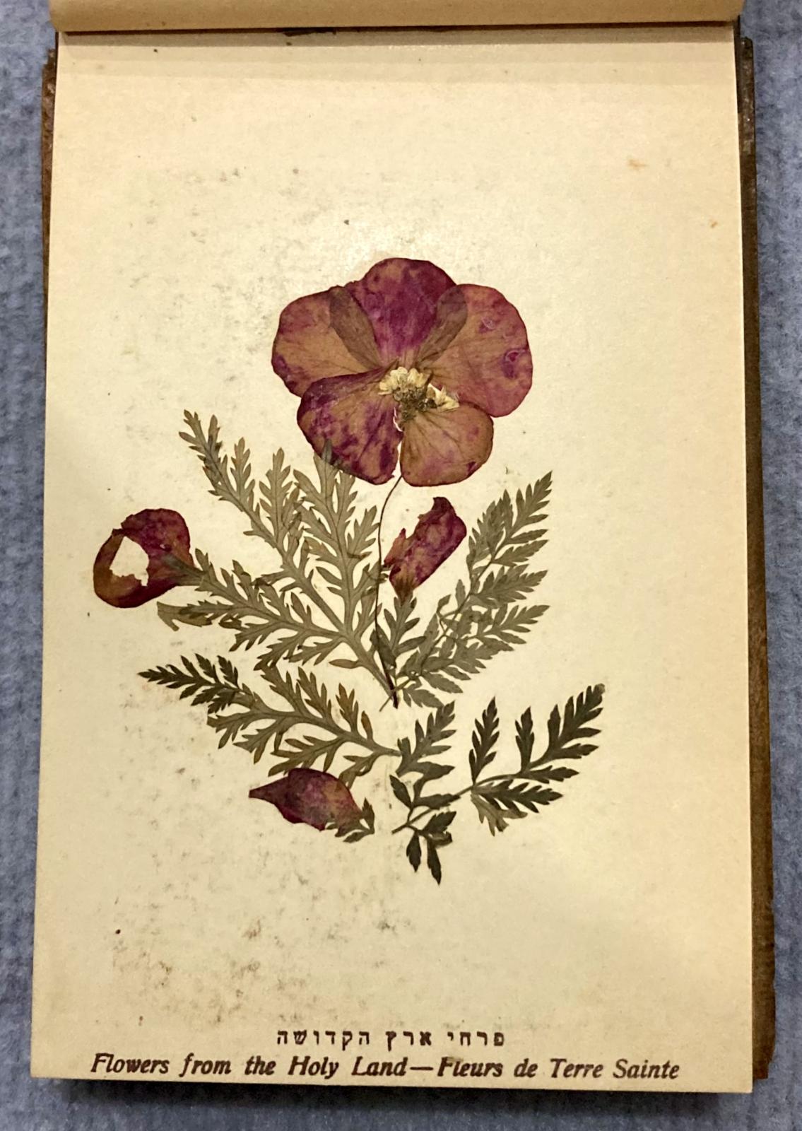 Pressed flowers from inside souvenir album