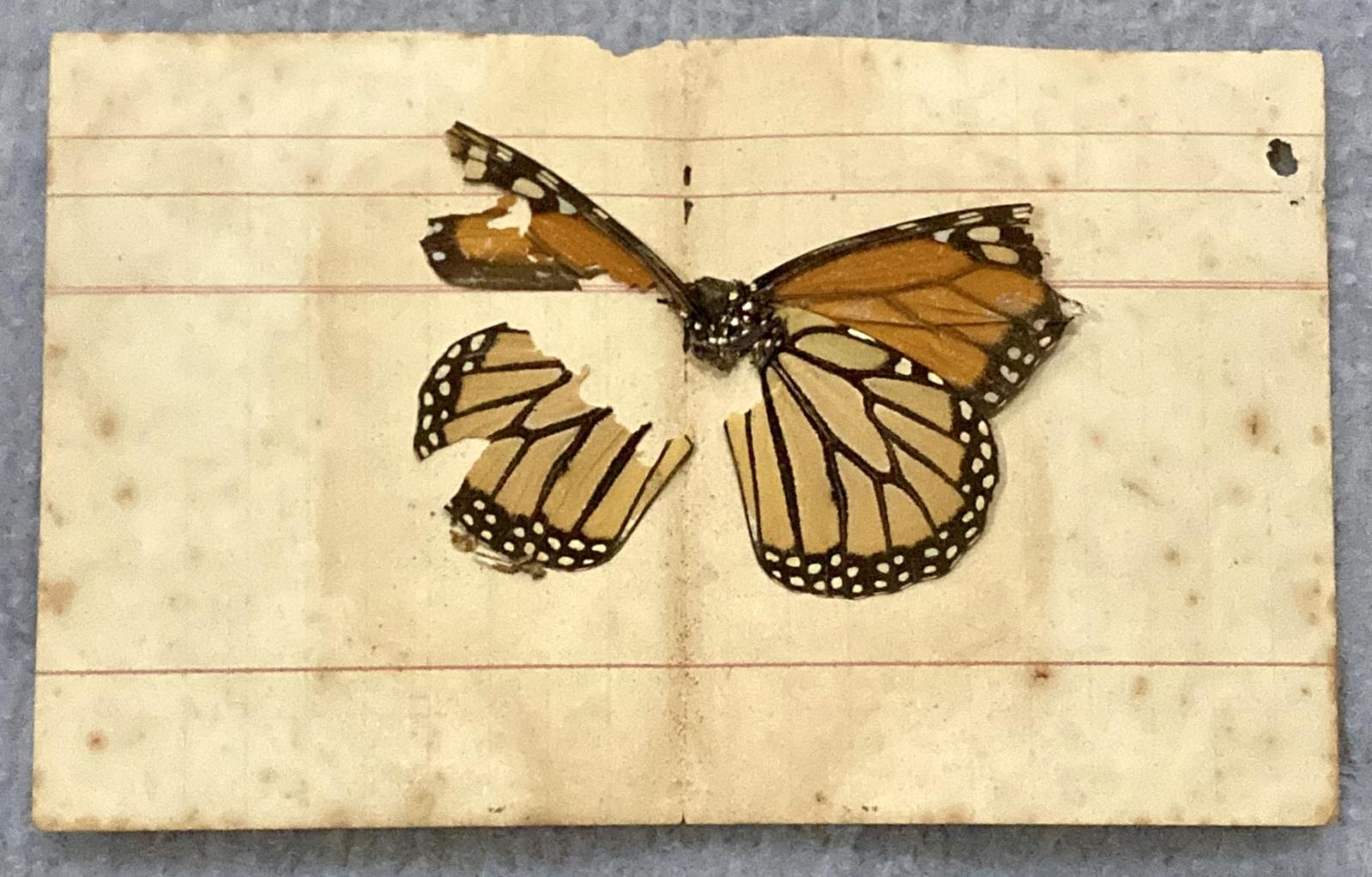 Pressed butterfly from inside album
