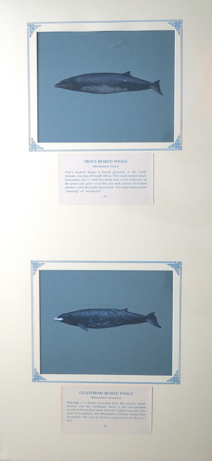 2 paintings in single framed work (a)  True`s Beaked Whale -  small and streamlined, dark grey-black on the upper body and flanks, lighter grey underside, with white patches, beak, and slightly hooked dorsal fin located toward the tail. (67.) (b) Gulf Stream Beaked Whale - slender, spindle-shaped body,  dark grey/ bluish-black on top and white blotches, scars, distinctive white, narrow beak with visible teeth. (68), on blue card with inscription.