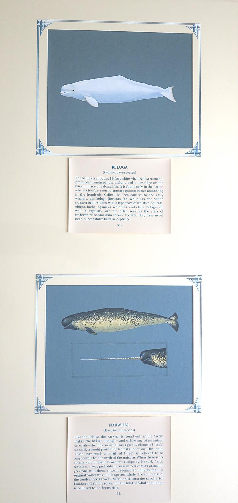 2 paintings in single framed work (a)  Beluga-   white colored whale with  bulbous "melon-shaped" head  and no dorsal fin (54) (b) Narwhal -  Stocky bodied, grey and white mottled colored whale, with blunt snout and distinctive spiraled tusk protruding from the head (55);on blue card with inscription