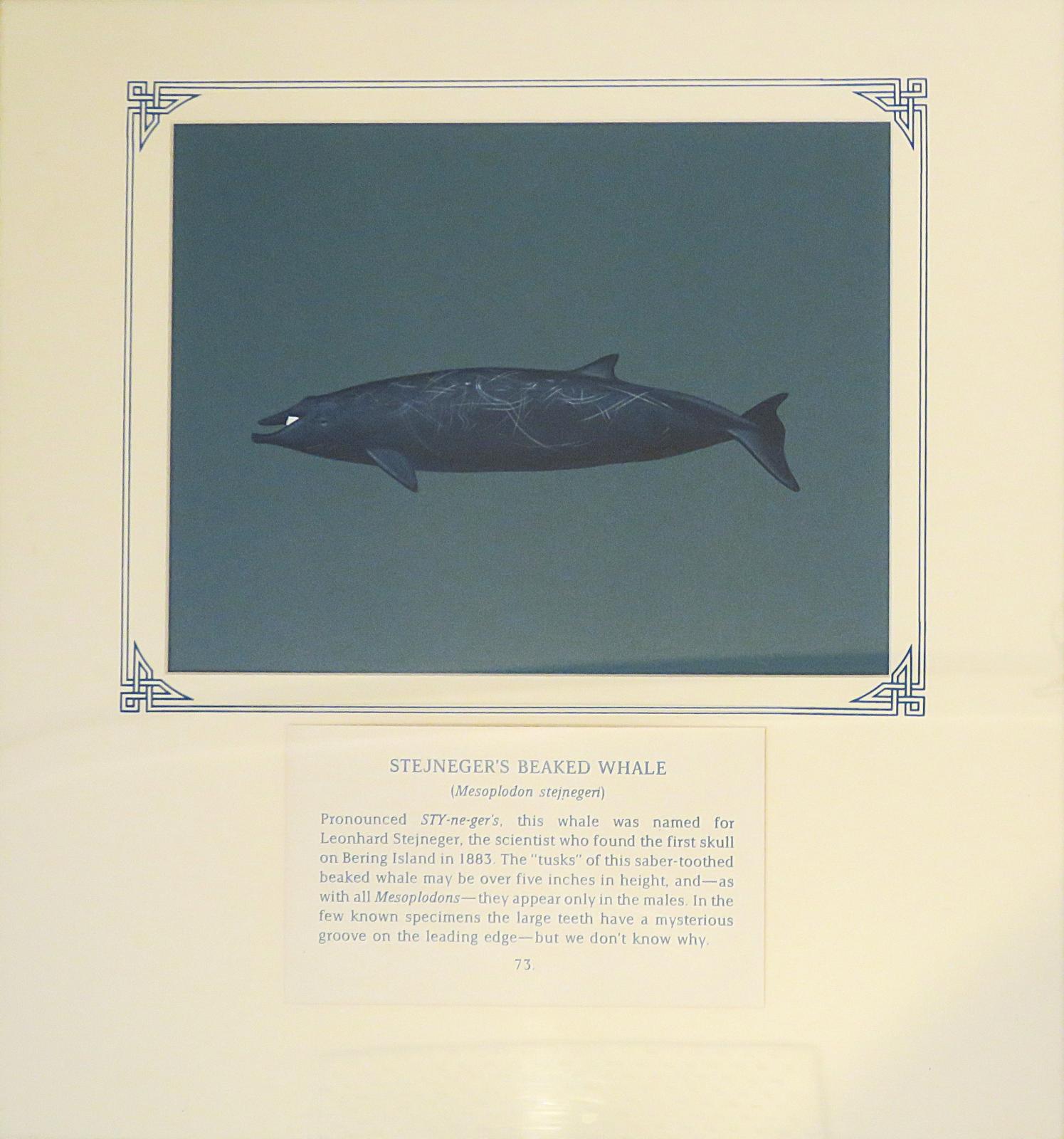 Painting of heavily scratched black whale with small triangular dorsal fin, and protruding tooth at mouth, on blue card with inscription