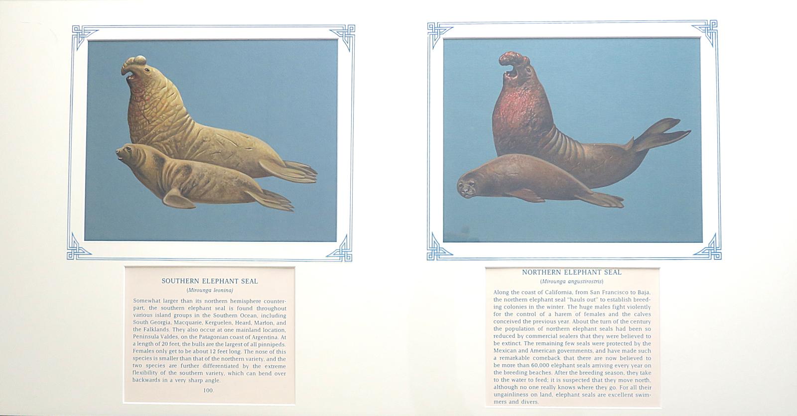 Paintings of (a) Southern Elephant Seal -  2 taupe colored seals, the  larger male  with large, trunk-like bulbous nose, and red (blood) flecked down mouth & throat (100) (b) Northern Elephant Seal-2 dark brown seals, the larger male with opened mouth, large bulbous nose, and red (blood) flecked throat, on blue card with inscription.