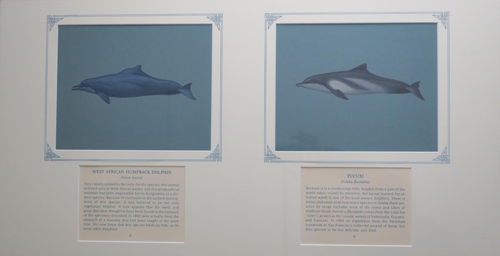 2 paintings in single framed work (a) West African Humpback Dolphin- Slate-grey colored dolphin with a distinctive dorsal hump (8) (b)Tucuxi - Muted blue-grey back and stripe, lighter pinkish belly, triangular dorsal fin, and  pronounced beak. (9), on blue card with inscription.