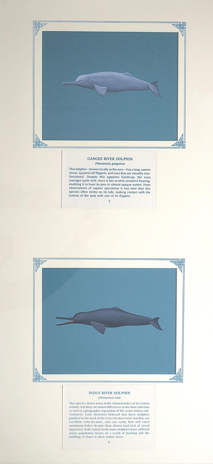 2 paintings in single framed work (a) GANGE'S RIVER DOLPHIN - stocky bodied ,grey dolphin with  long, slender snout, tiny eyes, and a low, fleshy dorsal hump, with paddle-like flippers (3) (b)INDUS RIVER DOLPHIN - Stocky bodied, dark, pinkish-grey dolphin with long slender snout, small triangular dorsal hump and large flippers (4), on blue card with inscription.