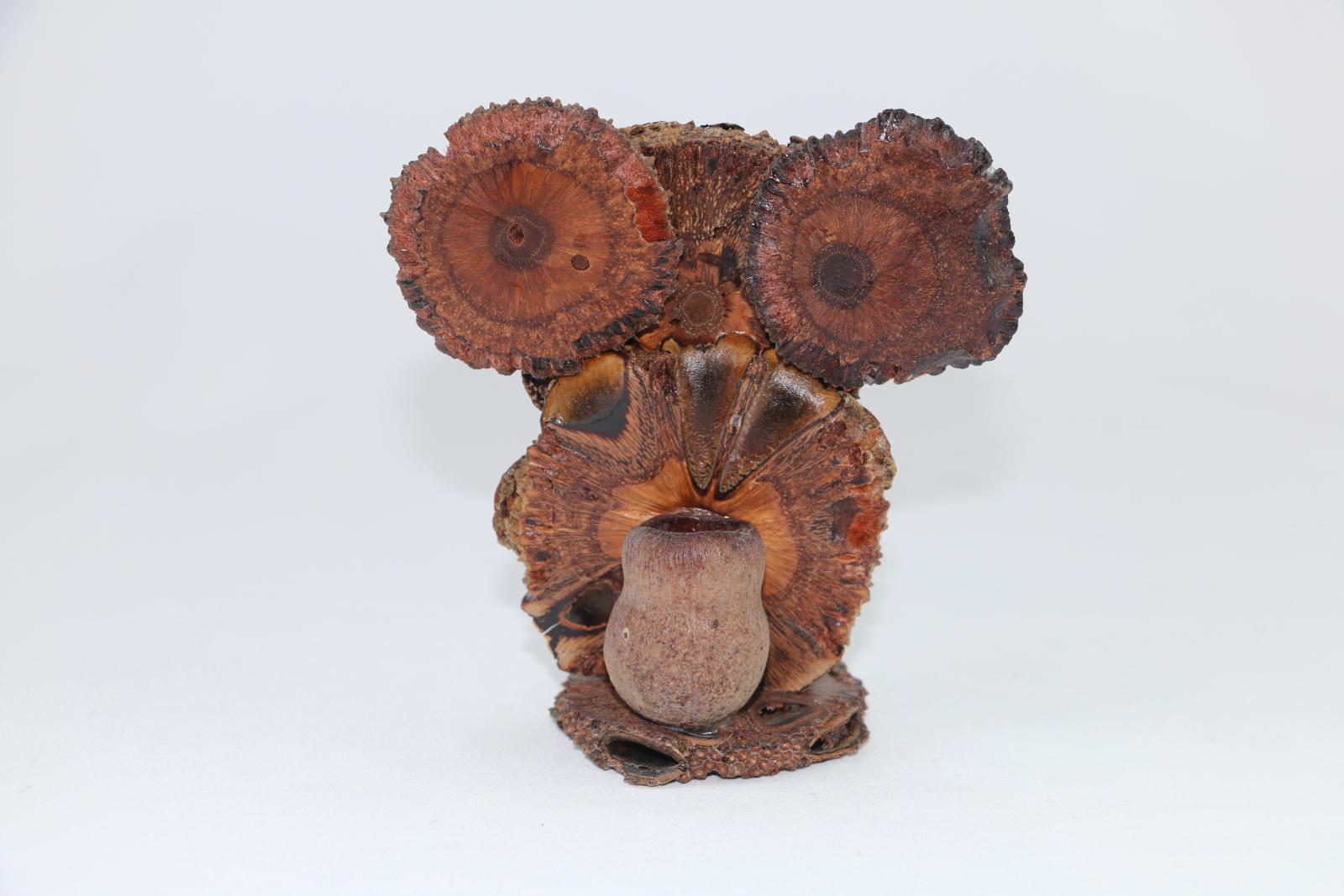 A koala figure made from flat wooden disks and plant material on a circular base. Some of the lacquer has separated from the figure and are forming cracks in them. There is a gumnut at the back of the koala.