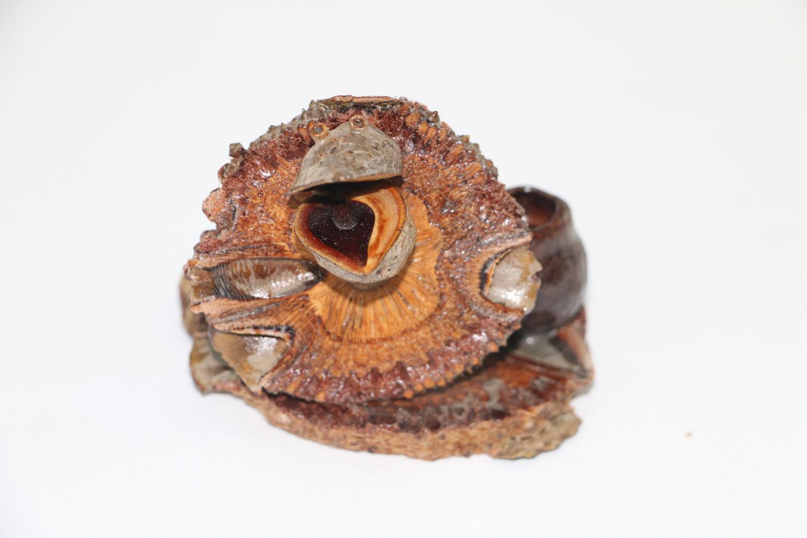 Small lizard figure made from plants on a circular plant base, there is a gumnut at the back on the right hand side. 