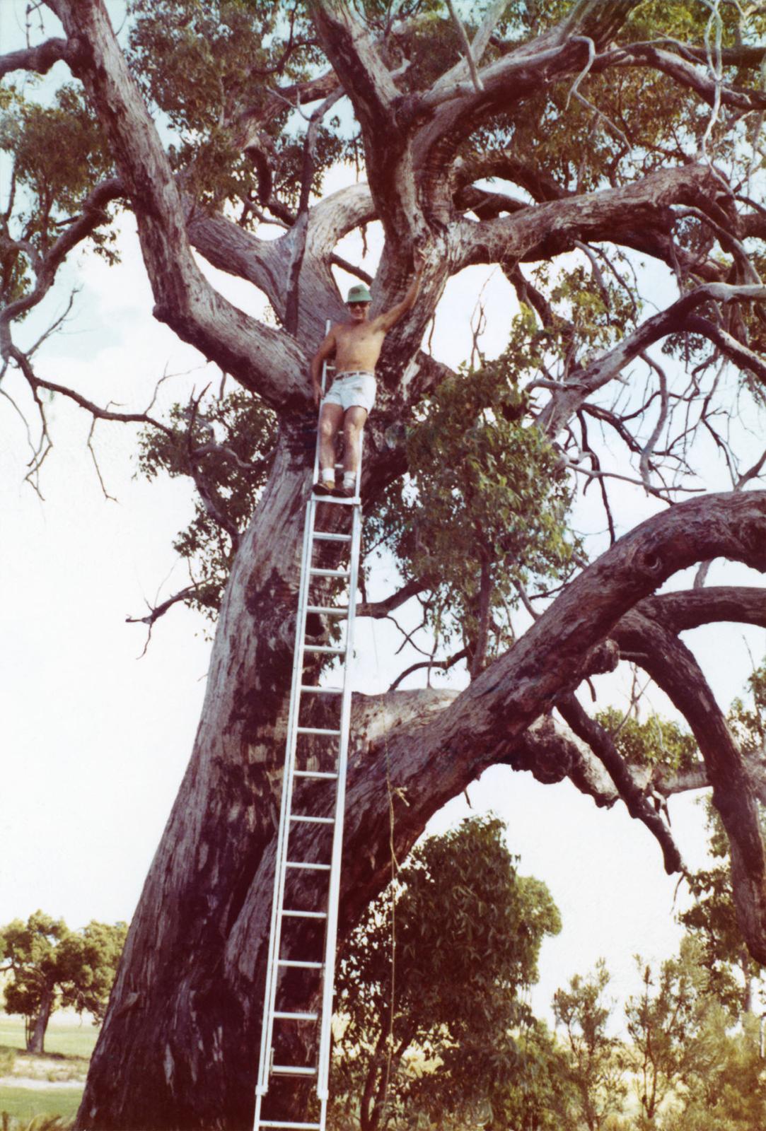 Tree Lopping