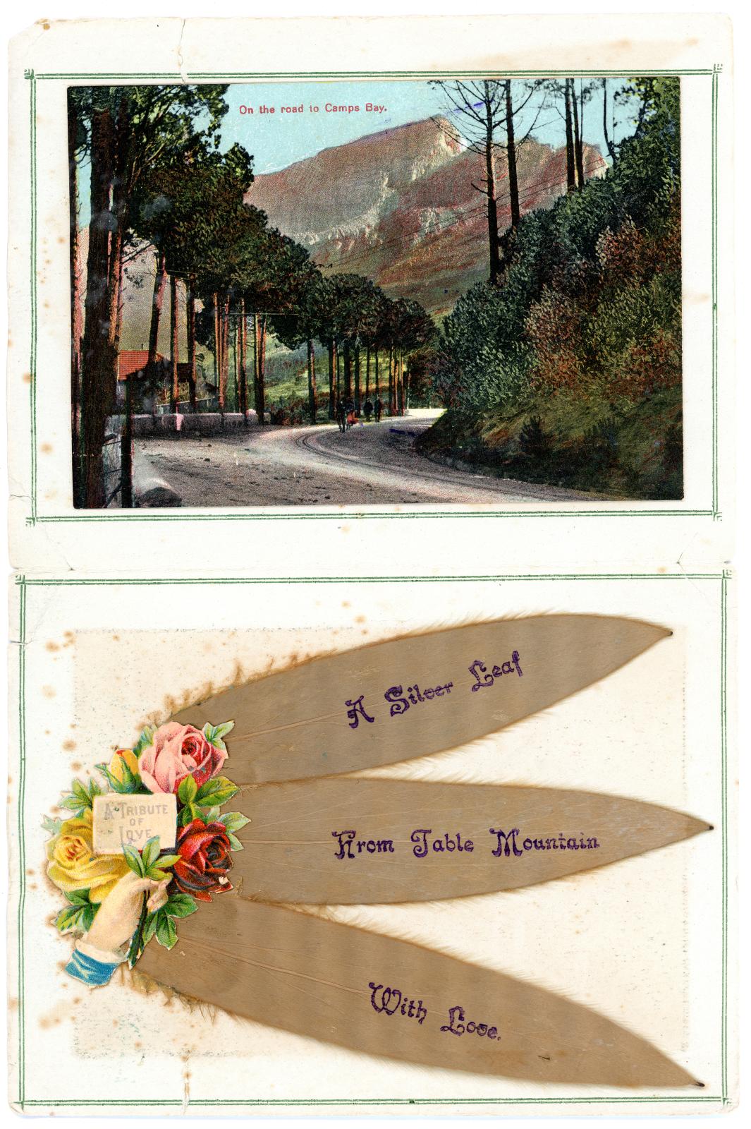 First World War South African Souvenir Card sent home from Pte. Edward Charles MOUCHEMORE