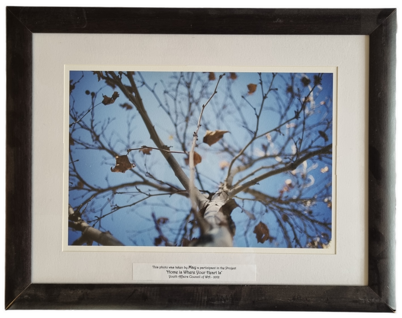 25-225.1 Landscape Photograph Close up of Tree from collection 'Home is Where You Heart is' image without background.