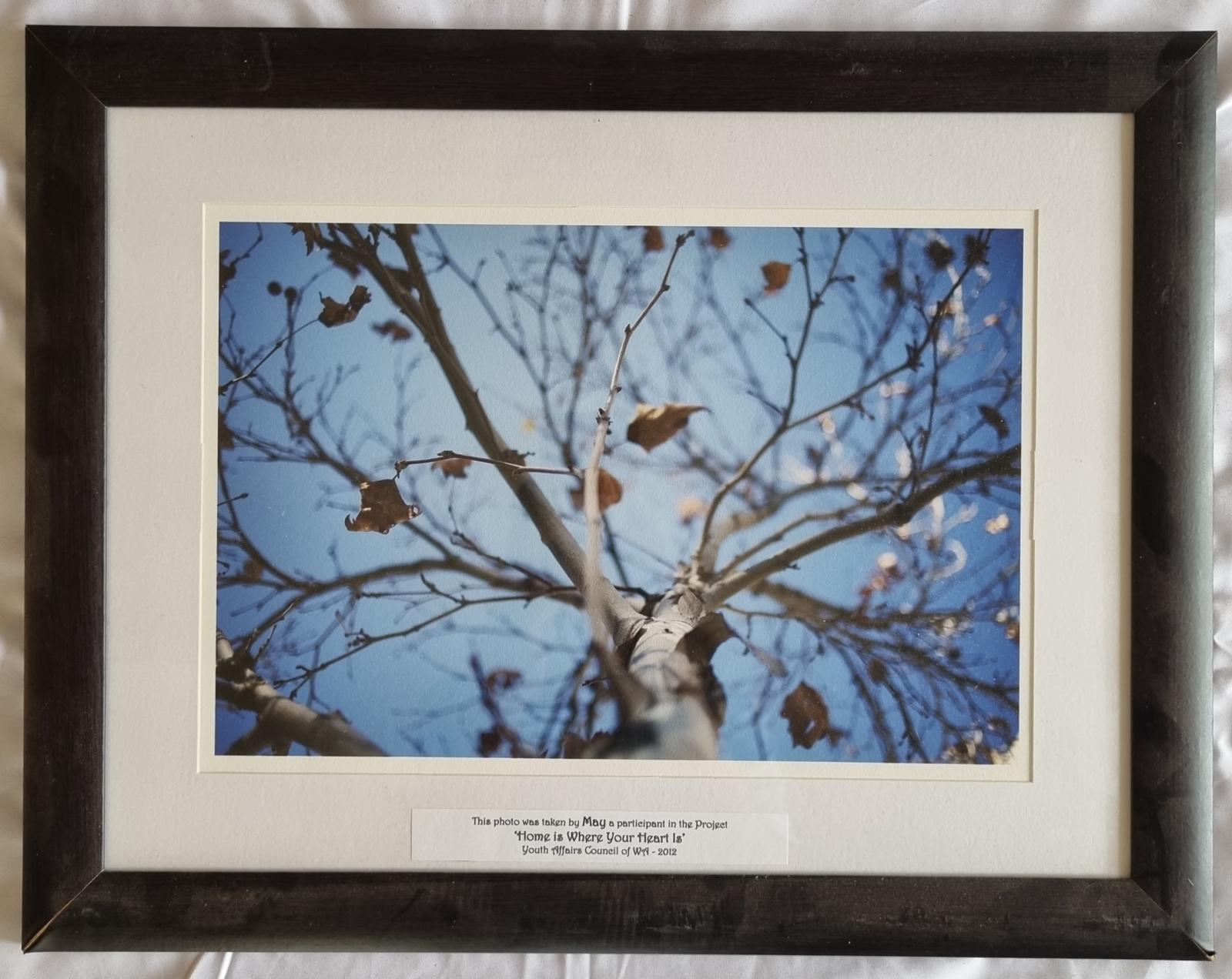 25-225.1 Landscape Photograph Close up of Tree from collection 'Home is Where You Heart is' front-side image with background.