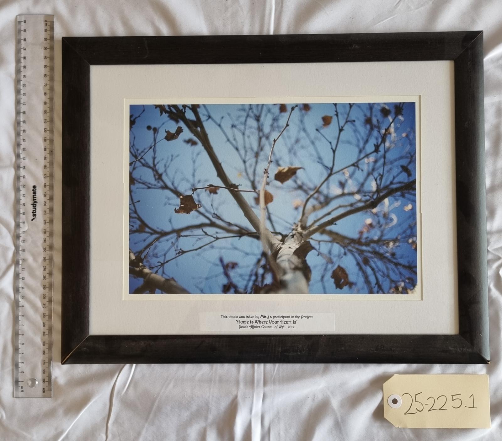 25-225.1 Landscape Photograph Close up of Tree from collection 'Home is Where You Heart is' image with scale and tag.