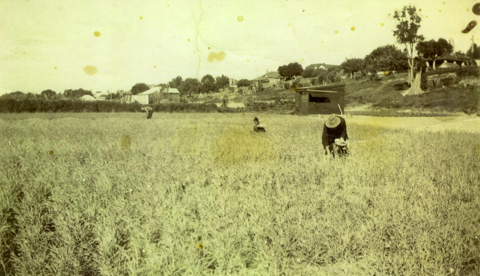 People tending a field of flowers.