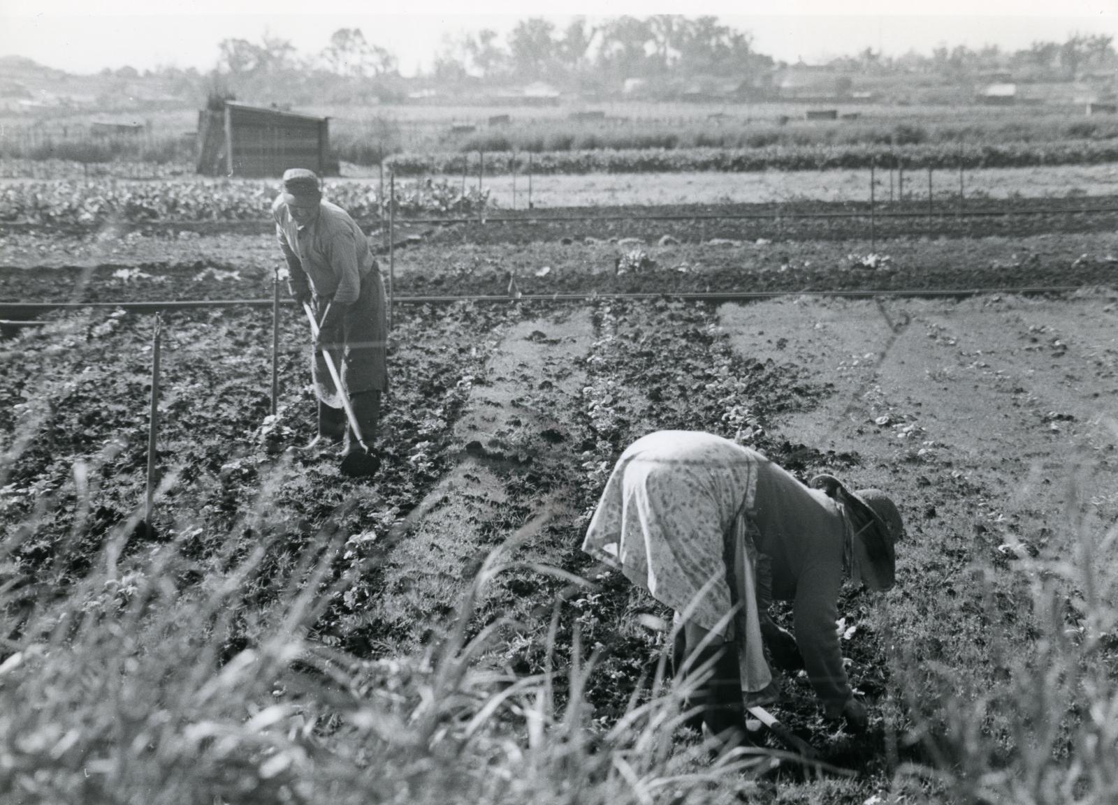 Two people working in a field