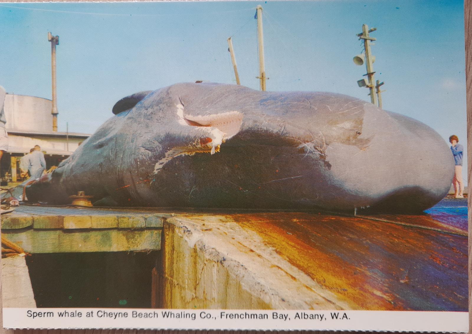 Sperm whale at Cheyne Beach Whaling Co., Frenchman Bay , Albany, W.A