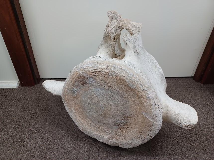 Whale Vertebrae