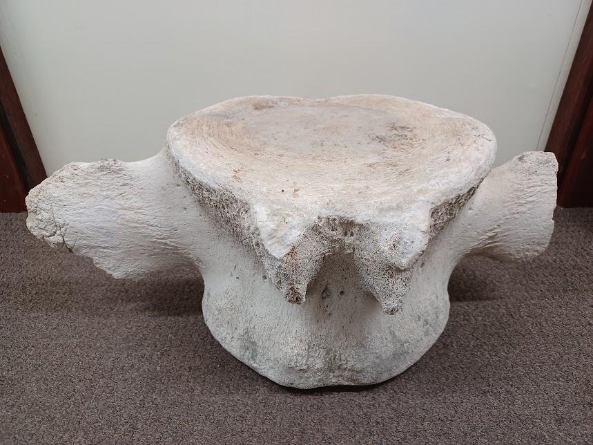 Whale Vertebrae