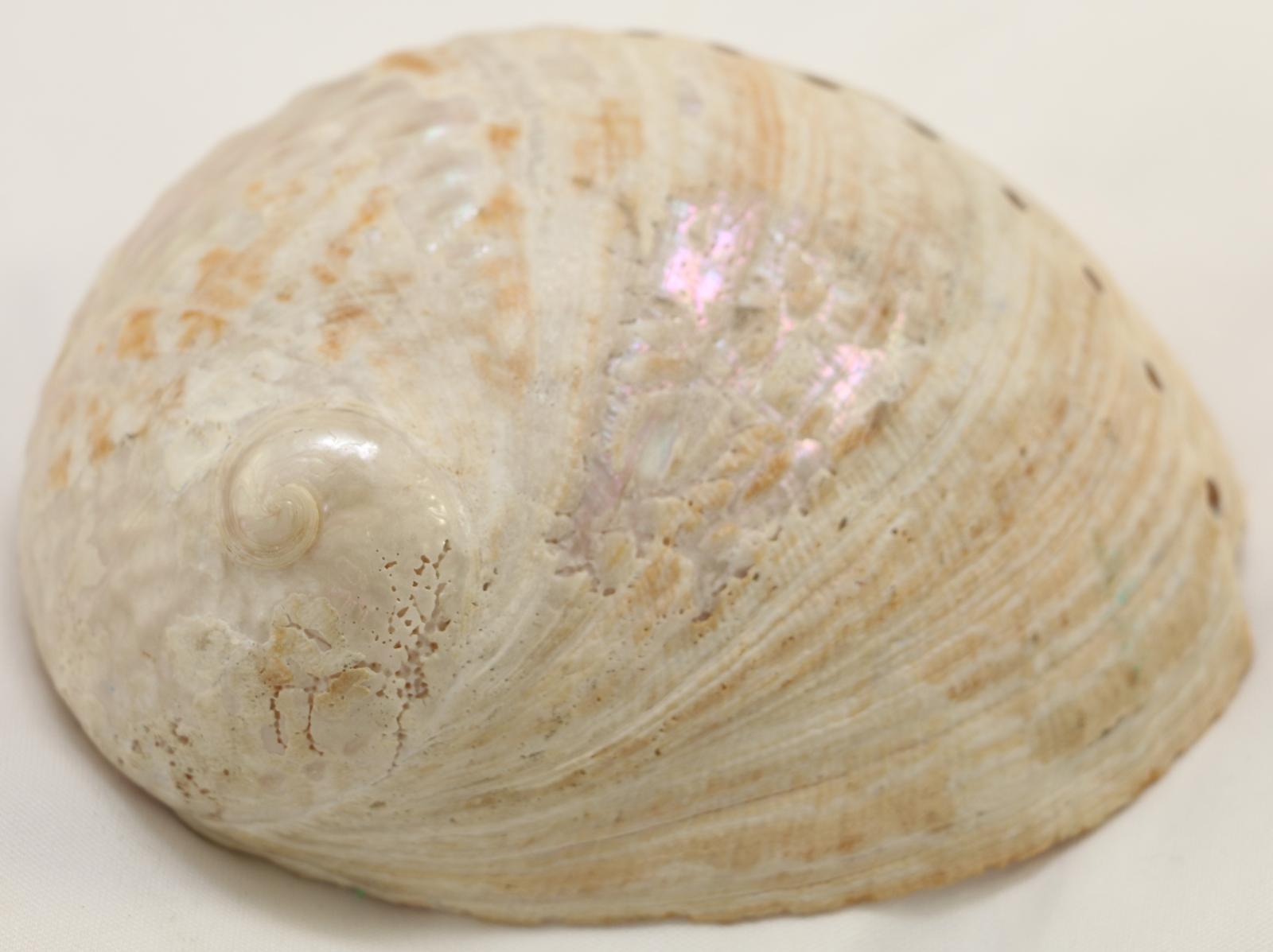 View of Abalone shell from the top